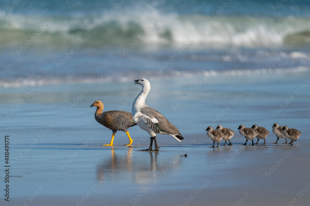 The Upland goose or Magellan goose (Chloephaga picta) The Upland goose or Magellan goose (Chloephaga picta)