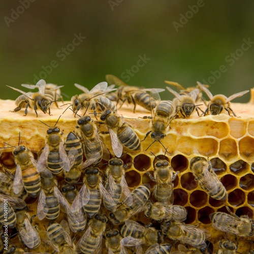 From the life of a bee - bees on a wooden frame, closeup