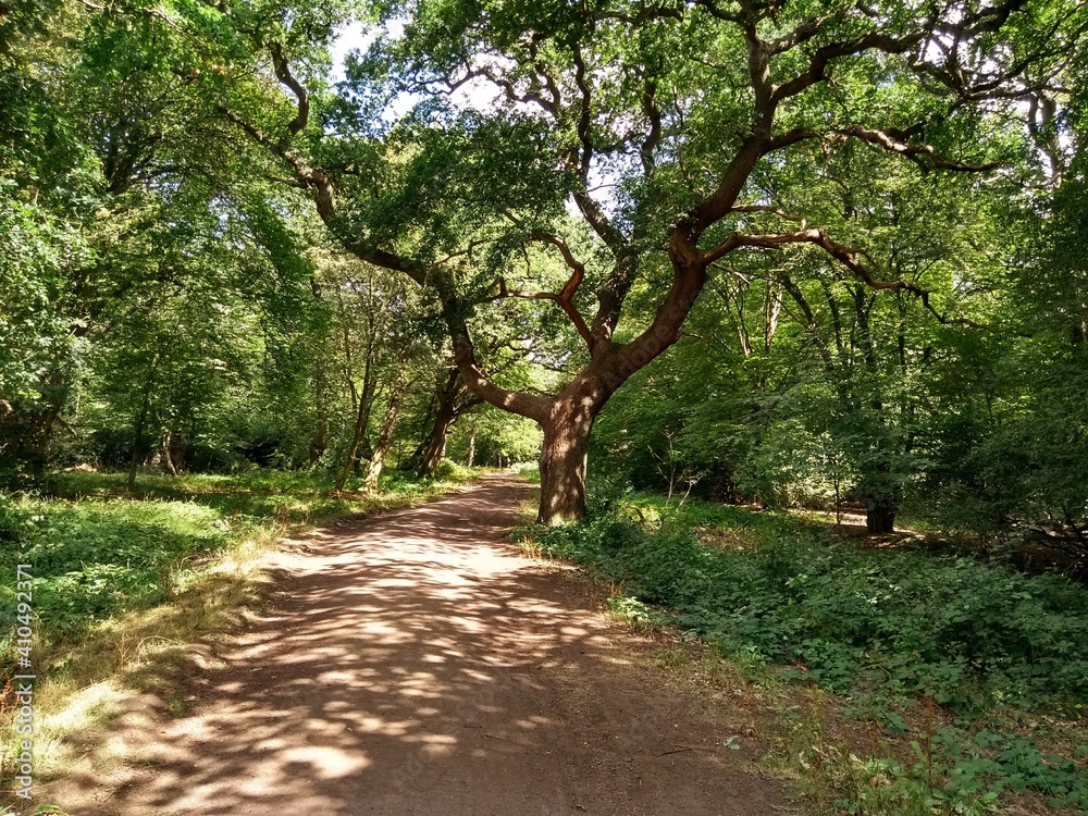 Forest path landscape in summer with sunlight through trees Forest path landscape in summer with sunlight through trees