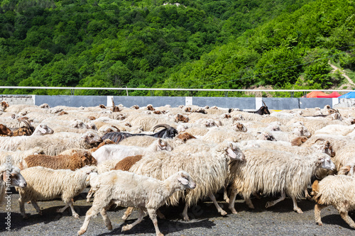 Sheeps on Georgian Military Road, Georgia
