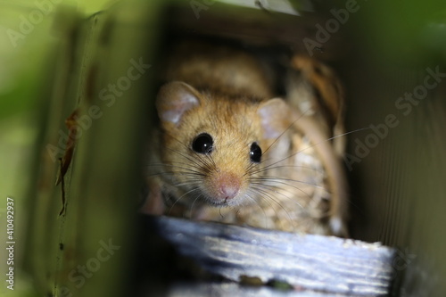 Haselmaus