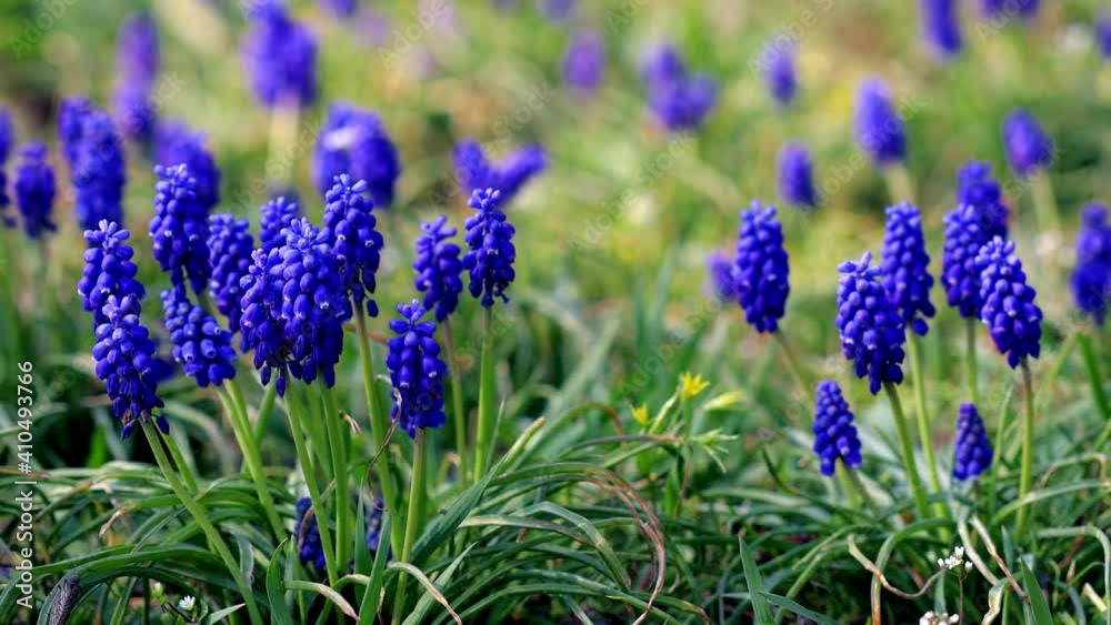 Purple and blue flowers on a green grass background. Muscari Armenian. Purple and blue flowers on a green grass background. Muscari Armenian.