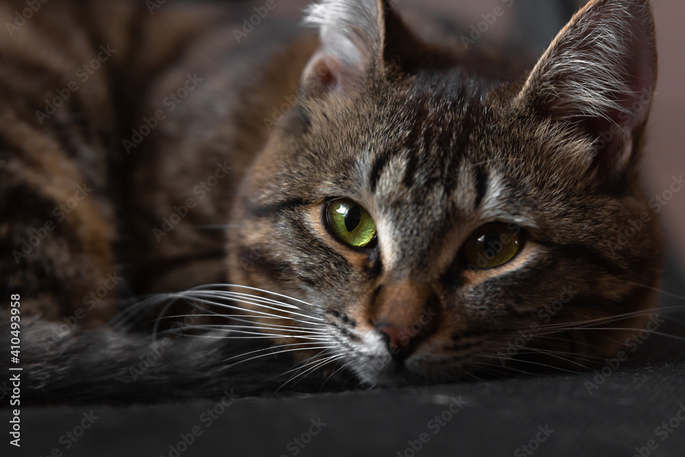 A domestic cat with green eyes lies on a black woven surface. The bright green eyes of a pet.