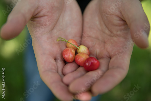Male hands holding red cherries