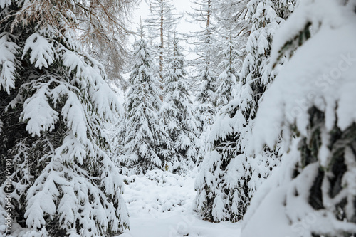 snow covered branches. Fir trees with a lot of snow on the branches. Forest in winter	