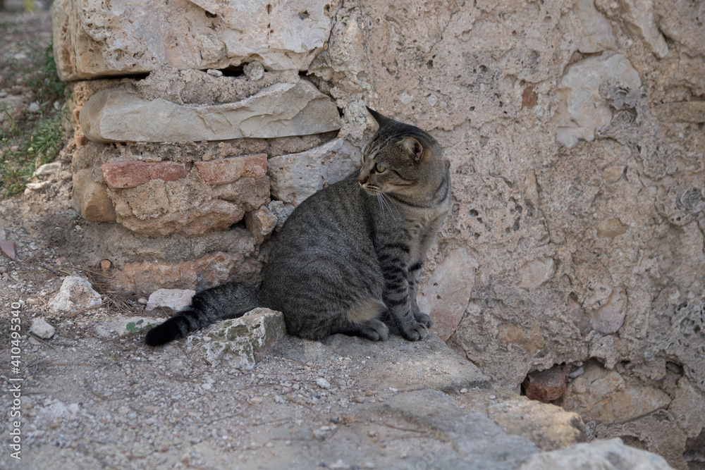 Fototapeta premium Cat in the spanish city