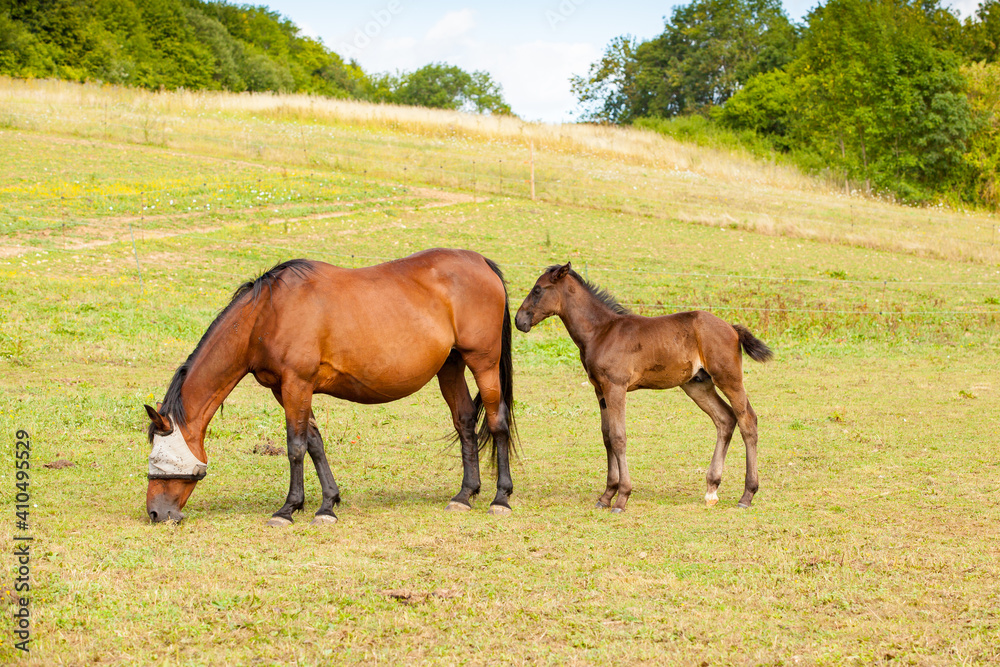 bay foal who is with his mother in the summer in a meadow bay foal who is with his mother in the summer in a meadow