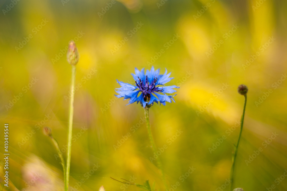 blue flower in the field