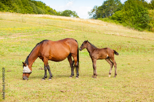 bay foal who is with his mother in the summer in a meadow