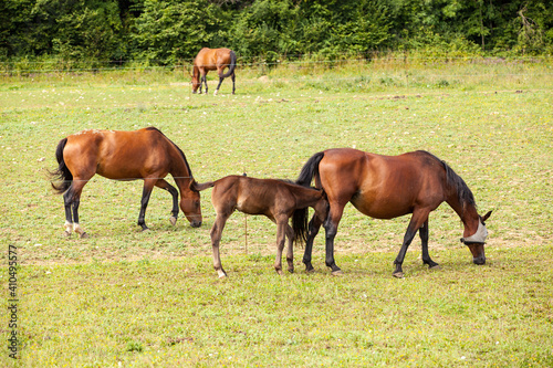 bay foal who is with his mother in the summer in a meadow © JPchret