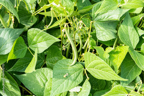 growing green beans in a permaculture garden in summer