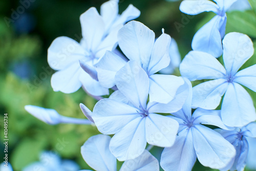 Blue flowers of cape leadwort, plumbago auriculata. © Carolina Jaramillo
