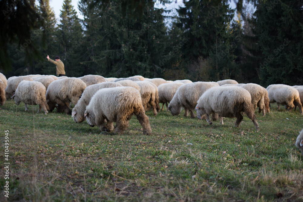 Sheep with a shepherd in the meadow Sheep with a shepherd in the meadow