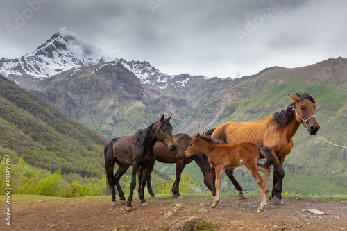 Horses in the mountains, Kazbegi, Georgia © Anna Pakutina