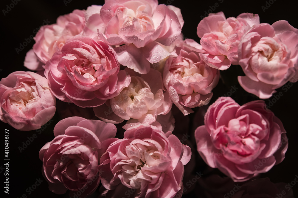 Close up dark pink carnation flowers with water dew drop on a black background. Floral bouquet spring vintage background wallpaper and screensaver. Close up dark pink carnation flowers with water dew drop on a black background. Floral bouquet spring vintage background wallpaper and screensaver.