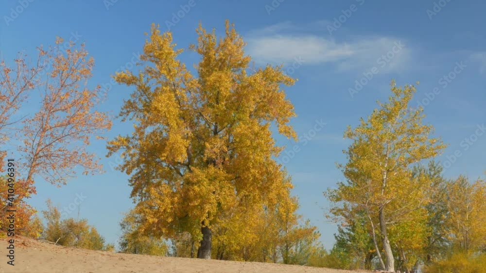 Trees with yellow foliage on sand dunes on a sunny autumn day Trees with yellow foliage on sand dunes on a sunny autumn day