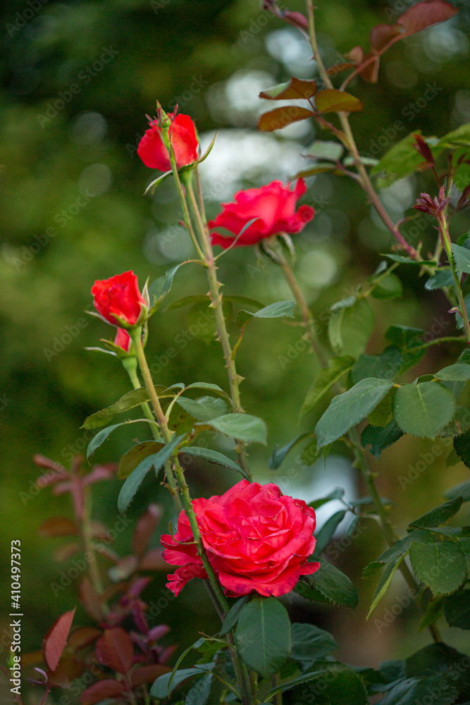 Beautiful roses in the garden, growing different varieties of flowers. Beautiful roses in the garden, growing different varieties of flowers.