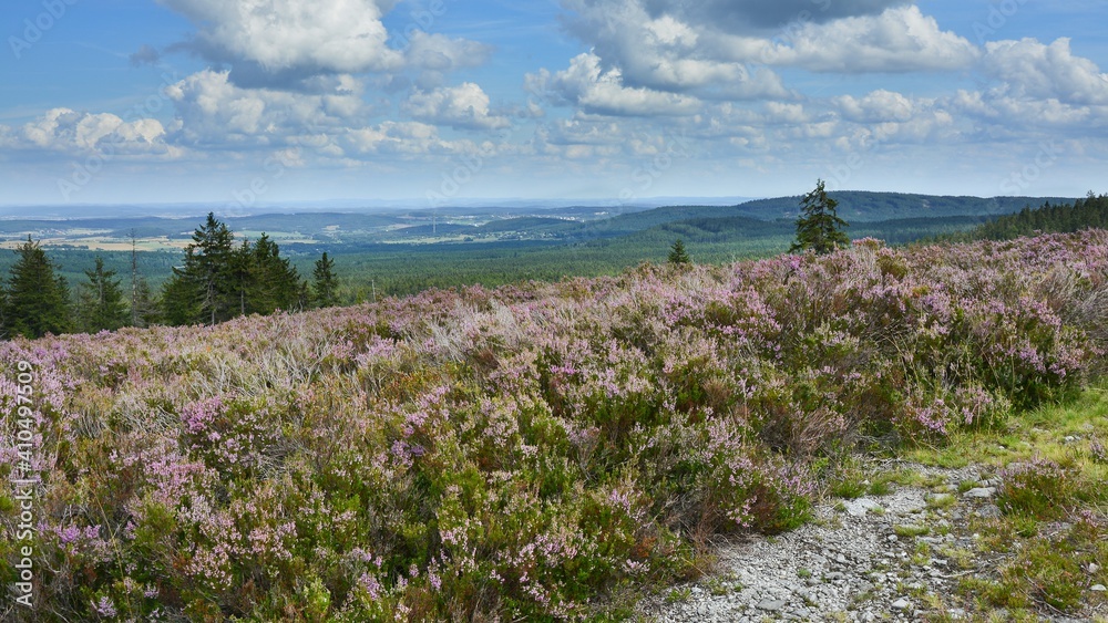 Extensive heathland in bloom on the impact area and plateau Tok in the former military area, today the Brdy Protected Landscape Area, a popular tourist destination