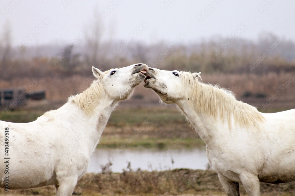 
Pair of marsh horses in the nature reserve.