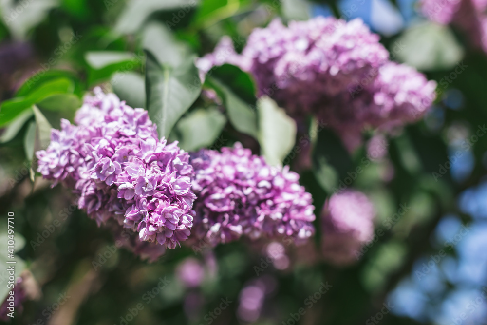 Beautiful branches of blossoming lilac in a spring garden.