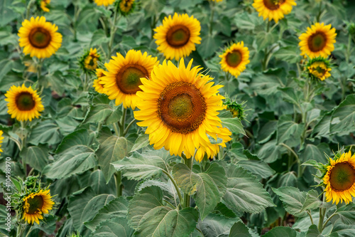 Field of sunflowers. Sunflowers against the Sun. Natural background.