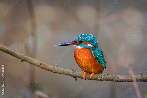 Close up of Kingfisher perched on branch against blurred background