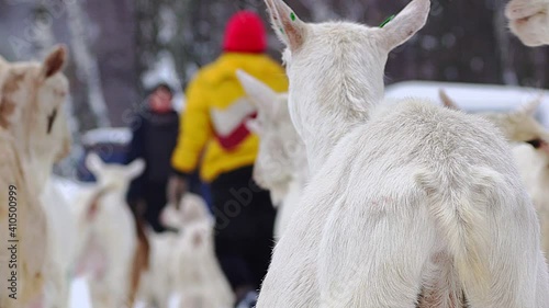 white milking goat walks among the herd of goats in winter in the forest