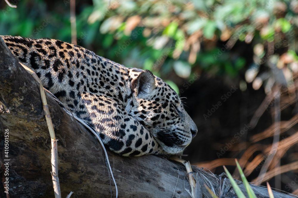 Jaguar Jaguar
