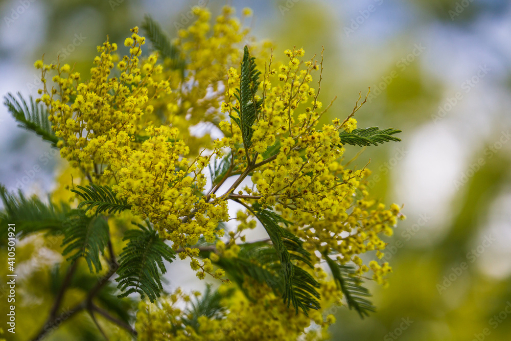 Beautiful yellow flowers on a sunny winter day. Mimosa tree with flowers Beautiful yellow flowers on a sunny winter day. Mimosa tree with flowers