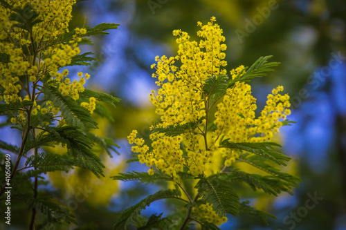Beautiful yellow flowers on a sunny winter day. Mimosa tree with flowers