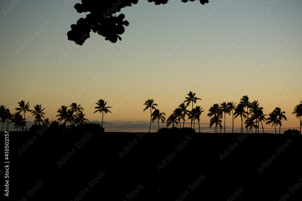 silhouette plam trees
