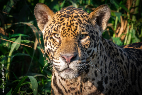 Jaguar