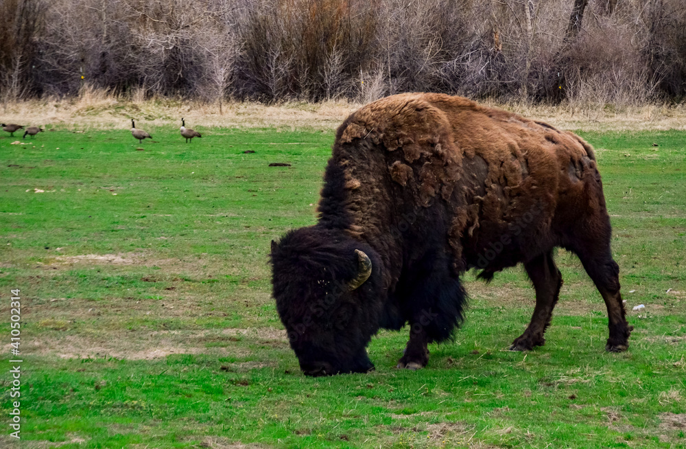 The American bison or buffalo (Bison bison). The Theodore Roosevelt National Park The American bison or buffalo (Bison bison). The Theodore Roosevelt National Park