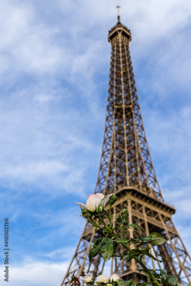 Wonderful roses on a background of the Eiffel Tower. Champ de Mars, Paris, France.