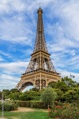 Wonderful roses on a background of the Eiffel Tower. Champ de Mars, Paris, France. © dbrnjhrj