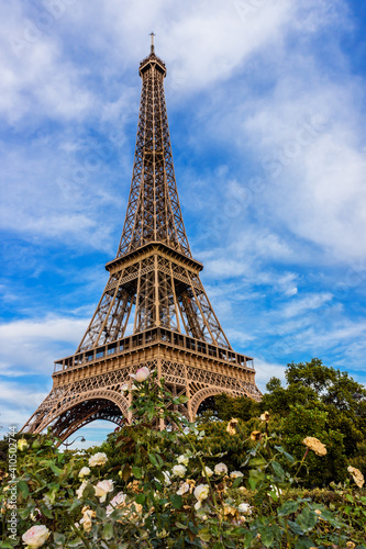 Wonderful roses on a background of the Eiffel Tower. Champ de Mars, Paris, France. © dbrnjhrj