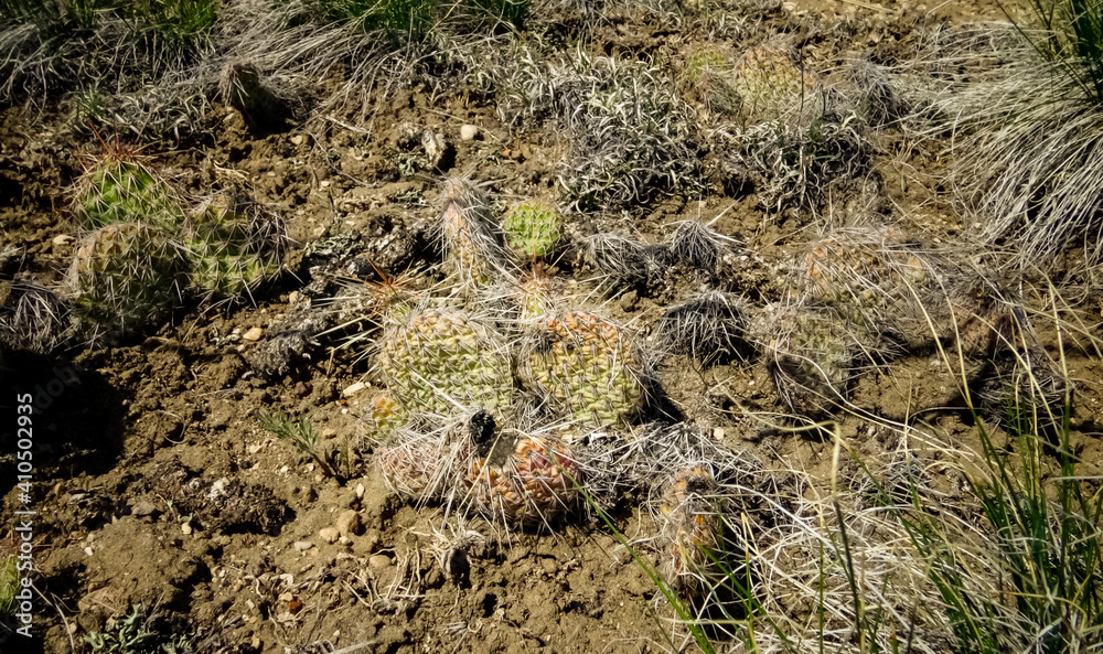 Prickly pear cacti (Opuntia sp.) in the foothills of the mountains. Cacti Prickly pear cacti (Opuntia sp.) in the foothills of the mountains. Cacti