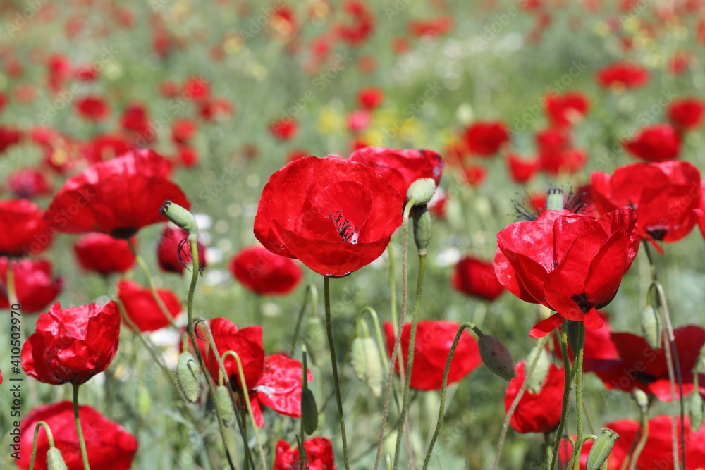 Fototapeta premium field of poppies