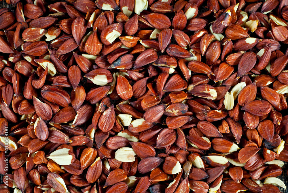 Texture of beech nuts. Lots of peeled nuts on a pile close up. Texture of beech nuts. Lots of peeled nuts on a pile close up.