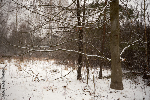 Fototapeta Naklejka Na Ścianę i Meble -  zimowa drzewo, łąka