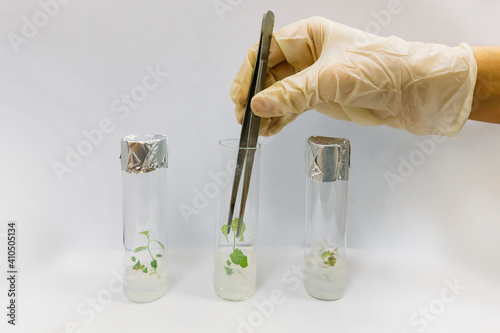 Bild auf Leinwand Graftage of micro plants in laboratory of biotechnology for in vitro cultivating