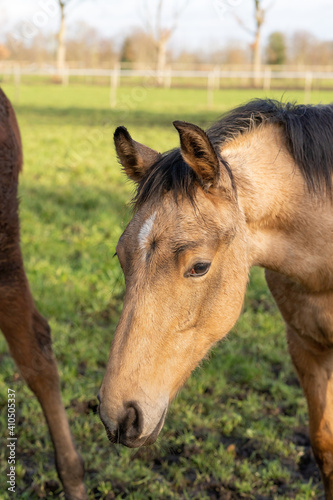A head of one year old horses in the pasture. A light brown  yellow foal looks straight into the camera