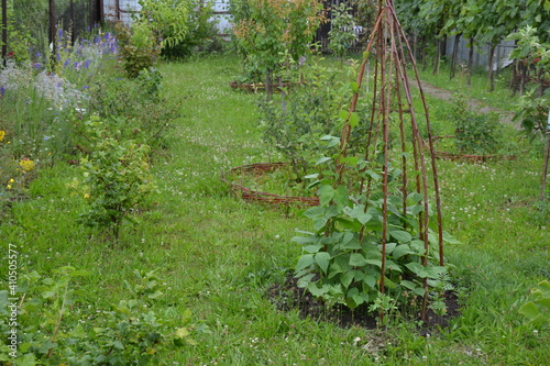 Bean teepee in a green permaculture garden