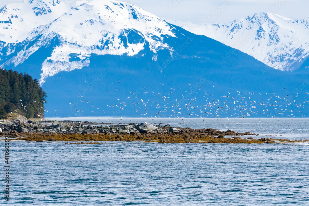 Naklejka premium A flock of gulls flying along the coast of Alaska with snow-capped mountains in the background