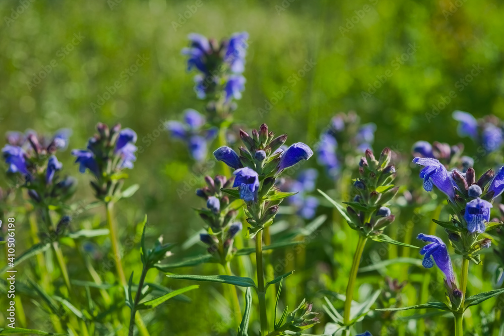 Morning field background with wild flowers. Wild flowers in a meadow nature. Morning field background with wild flowers. Wild flowers in a meadow nature.