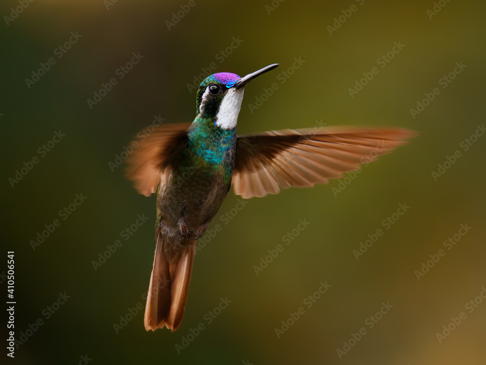 Fototapeta premium White-throated Mountain-gem - Lampornis castaneoventris flying hummingbird, breeds in the mountains of Panama, in southern Costa Rica gray-tailed mountaingem cinereicauda, violet head, green breast