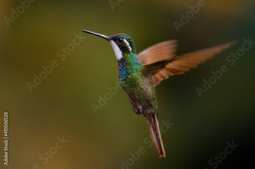 White-throated Mountain-gem - Lampornis castaneoventris flying hummingbird, breeds in the mountains of Panama, in southern Costa Rica gray-tailed mountaingem cinereicauda, violet head, green breast
