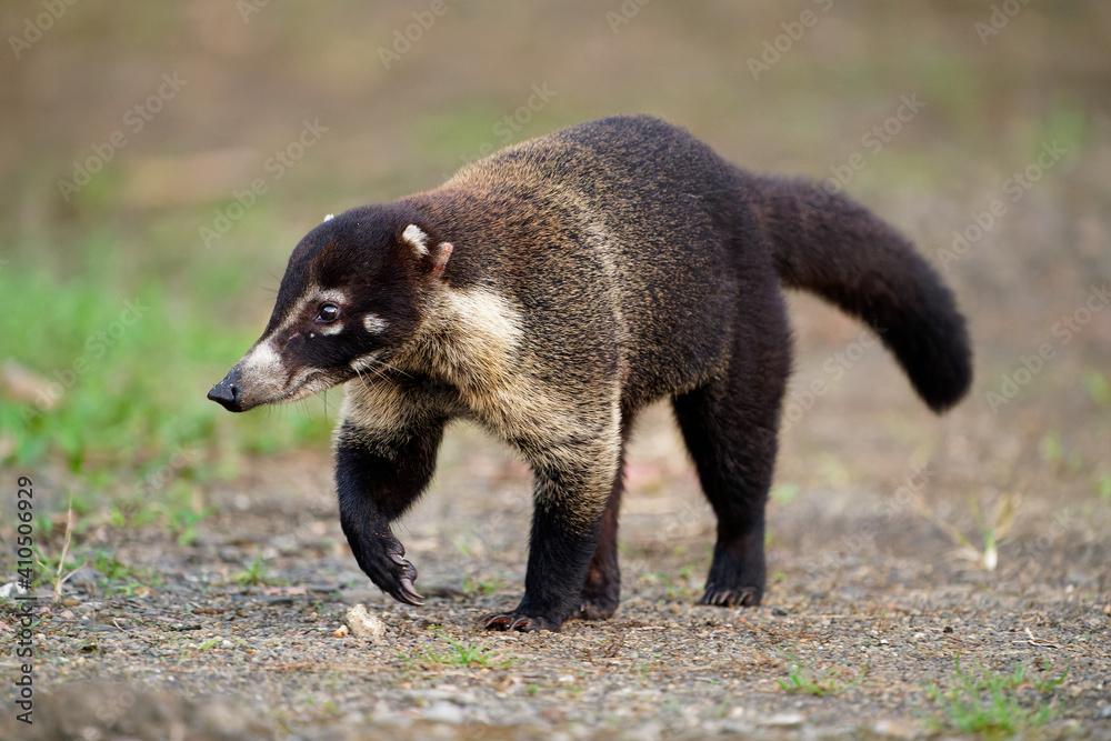Fototapeta premium White-nosed Coati - Nasua narica, known as the coatimundi, family Procyonidae (raccoons and relatives). Spanish names for the species are pizote, antoon, and tejon. Long tails up