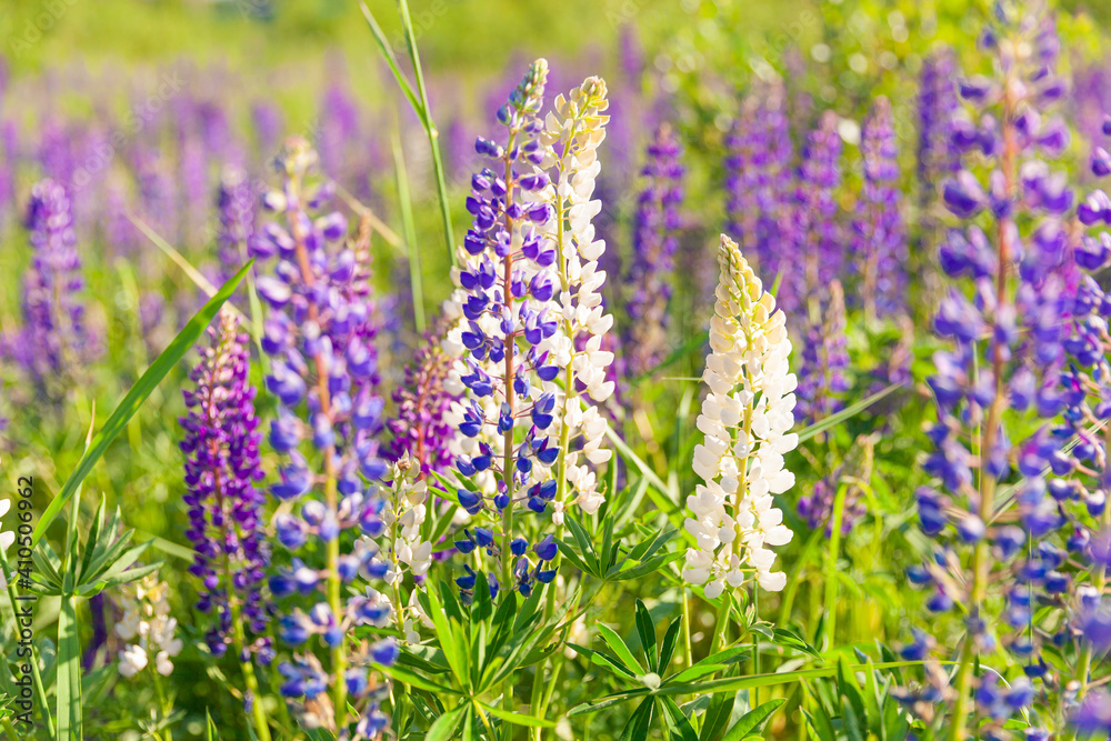 Obraz premium Beautiful blooming lupine flowers in spring time. Field of lupines plants background. Violet wild spring and summer flowers. Gentle warm soft colors selective focus, blurred background
