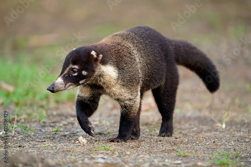 White-nosed Coati - Nasua narica, known as the coatimundi, family Procyonidae (raccoons and relatives). Spanish names for the species are pizote, antoon, and tejon. Long tails up photo